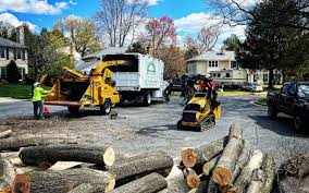 Best Tree Disease Treatment  in Old Fig Garden, CA
