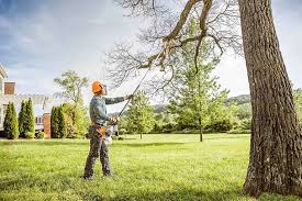 How Our Tree Care Process Works  in  Old Fig Garden, CA
