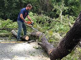 Best Root Management and Removal  in Old Fig Garden, CA