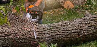Reliable Old Fig Garden, CA Tree Services Solutions