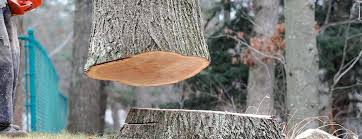 Best Hazardous Tree Removal  in Old Fig Garden, CA