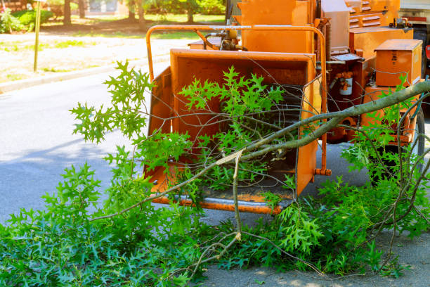 Best Grass Overseeding  in Old Fig Garden, CA