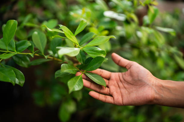 Best Arborist Consultation Services  in Old Fig Garden, CA