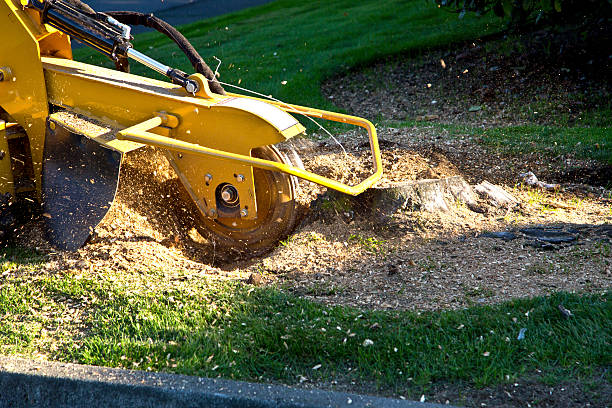 Best Commercial Tree Services  in Old Fig Garden, CA
