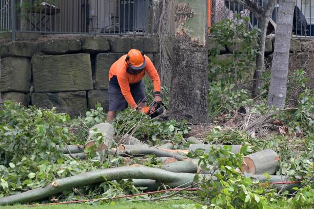 Best Emergency Tree Removal  in Old Fig Garden, CA