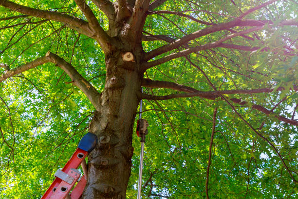 Best Tree Removal  in Old Fig Garden, CA